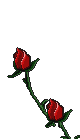 Rose Rose